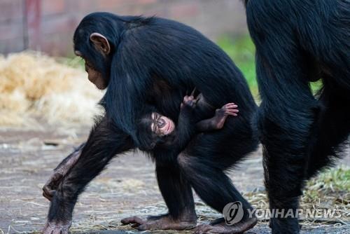 10대 침팬지는 인간 사춘기 청소년과 마찬가지로 충동적이고 위험한 행동을 하지만, 인내심은 사춘기 소년보다 더 강하다는 연구 결과가 나왔다. [사진 출처=연합뉴스]