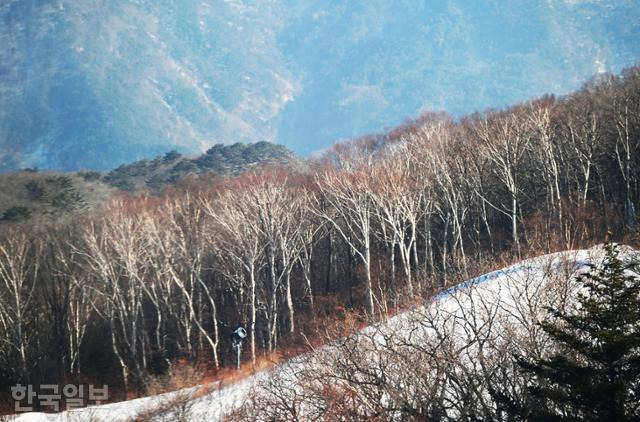 스키장을 건설하며 가리왕산 원시림도 단면을 드러냈다. 하얗게 껍질이 벗겨지는 자작나무, 거제수나무, 물박달나무 등이 많다.