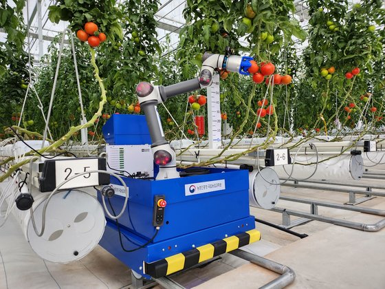 농촌진흥청이 개발하고 있는 수확로봇이 토마토를 따고 있다. [사진 농촌진흥청]
