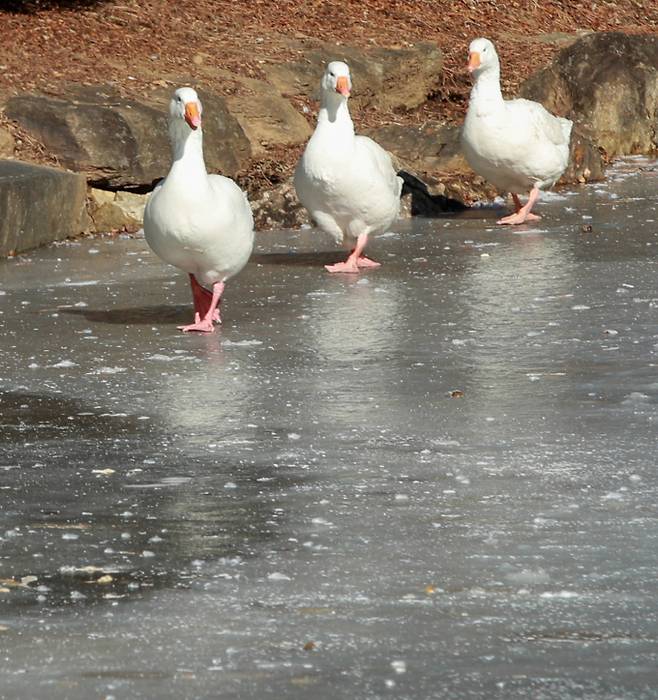 오는 2일은 동해안 지역을 중심으로는 강한 바람이 불겠으며 전국이 영하권 날씨로 떨어질 것으로 보인다. 사진은 지난달 25일 경기 파주시 법원읍의 꽁꽁 언 강물을 건너는 오리. /사진=뉴스1