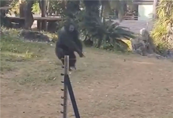소녀가 공개한 영상에도 침팬지가 관람객들이 지르는 소리에 스트레스를 받았는지 우리 안에서 이리저리 날뛰는 모습이 담겼다.