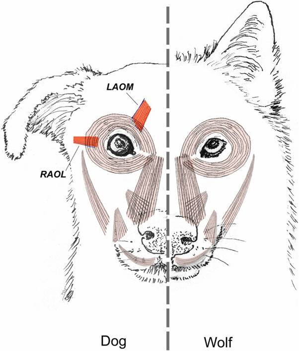 왼쪽이 개, 오른쪽이 늑대 (PNAS 16, 2019 116 (29) 14677)