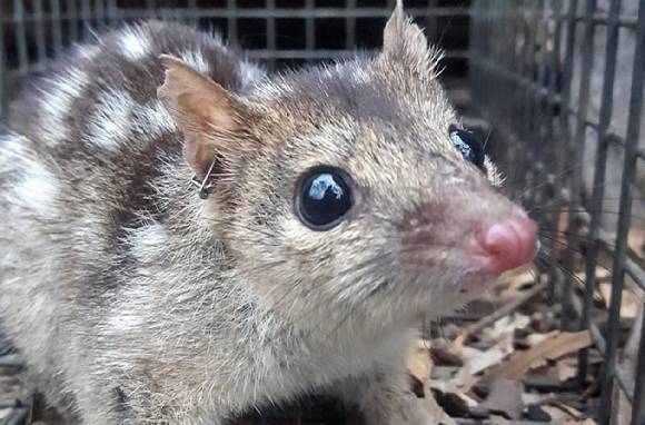 멸종위기종 쿠올 [사진=호주 과학 미디어 센터]