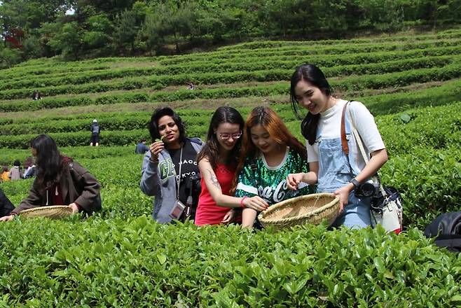 보성다향대축제에서 외국인이 체험을 하고 있다. / 사진=보성군 제공