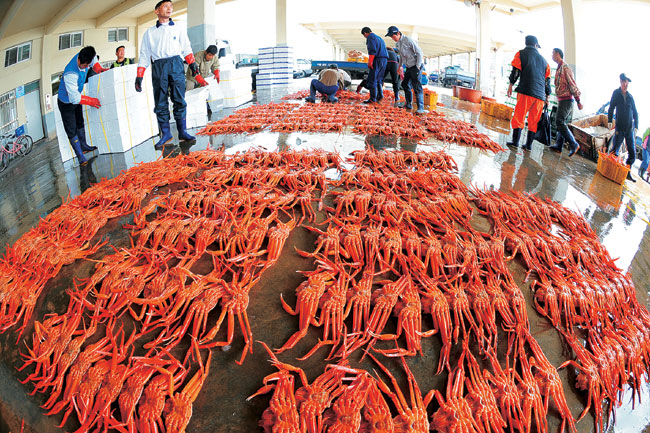 경북 영덕 강구항에서 경매를 앞두고 어민들이 붉은 대게를 늘어놓고 있다.