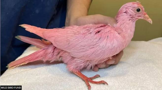 비영리 동물보호단체인 야생조류기금이 공개한 뉴욕 매디슨스퀘어파크에서 구조된 핑크색 비둘기. 기금 측은 누군가 고의로 비둘기의 몸 색깔을 염색했다고 밝혔다. [BBC 캡처]