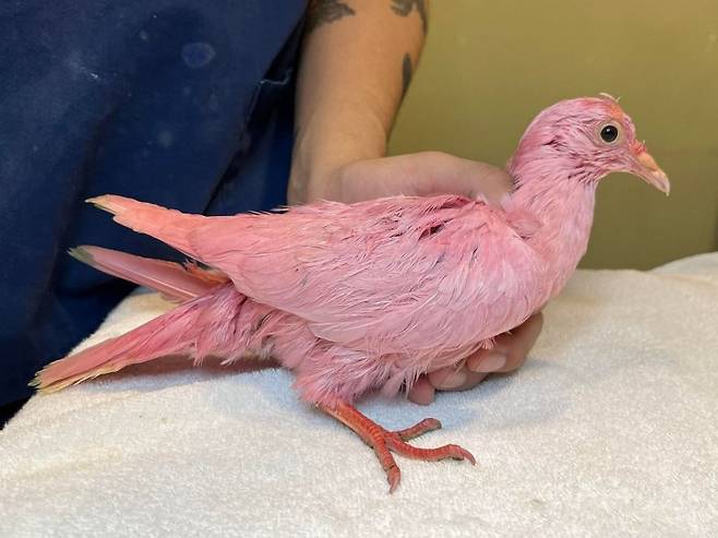 미국 뉴욕시의 한 공원에서 구조된 분홍색 비둘기가 아기 '성별 공개' 파티를 위해 염색된 것일 수도 있다고 1일(현지시간) BBC가 보도했다. 사진=뉴시스