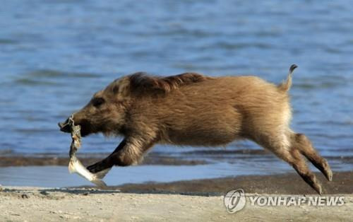 멧돼지 [연합뉴스 자료사진]