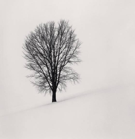 1‘철학자의 나무’ 시리즈, 일본 홋카이도, 2004년. [사진 마이클 케나]