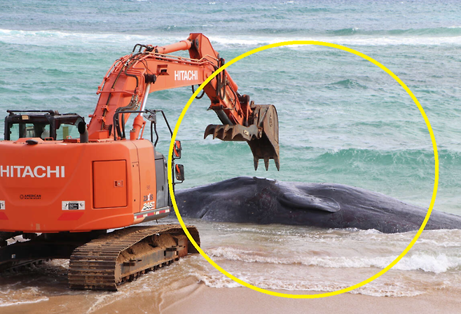 미국 하와이에서 발견된 향유고래 사체. /사진=SFGATE