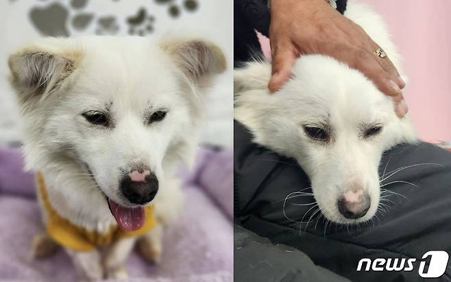 동물과 함께 행복한 세상에서 보호 중인 강아지(동행 제공) /뉴스1
