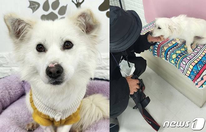 동물과 함께 행복한 세상에서 보호 중인 강아지(동행 제공) /뉴스1
