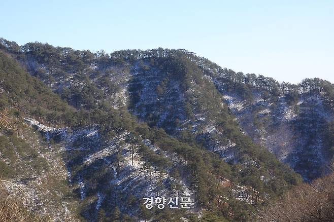 지난달 30일 경북 울진 금강송면 소광리 일대에는 전날 내린 눈이 산자락에 그대로 남아 있었다. 강한들 기자