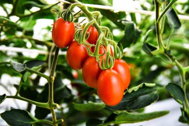 일본 농업기술기업 사나텍시드는 크리스퍼 유전자 가위 기술로 일반 토마토보다 4~5배 많은 GABA를 생산하는 토마토를 만들었다. /사나텍시드