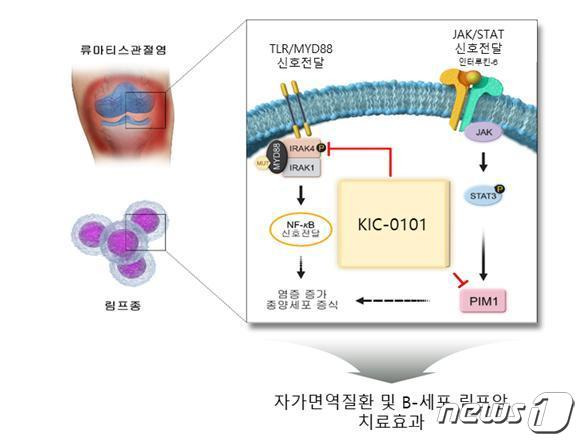 관절염 조직과 림프암에서 과도하게 활성화된 염증 신호전달을 억제하는 신물질 모식도. /뉴스1