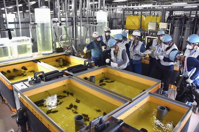 도쿄전력이 지난해 10월17일 후쿠시마 제1원자력발전소에서 오염수를 희석한 물로 키우고 있는 광어를 공개하고 있다. [이미지출처=연합뉴스]