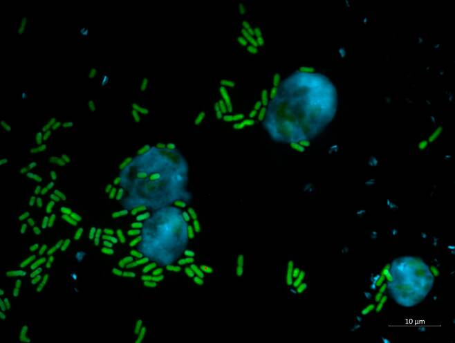 아메바(파란색)와 슈도모나스 속 박테리아(녹색). 아메바는 박테리아를 먹고 사는데, 슈도모나스 속 한 박테리아는 오히려 아메바를 죽였다. 독일 과학자들이 이 박테리아에서 아메바와 곰팡이를 죽이는 천연물을 발견했다./Leibniz-HKI