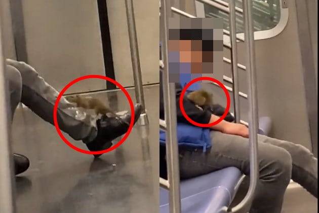 미국 뉴욕의 지하철에서 쥐가 잠든 남성의 몸에 올라탄 모습이 포착됐다. /사진=트위터 캡처