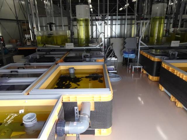 도쿄전력이 지난 2일 후쿠시마 제1원자력발전소에서 오염수를 희석한 물로 키우고 있는 광어를 공개했다. 연합뉴스