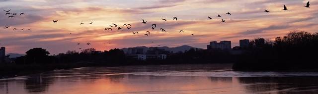 해질녘 서호공원에서 겨울 철새들이 날고 있다. 수원특례시 제공