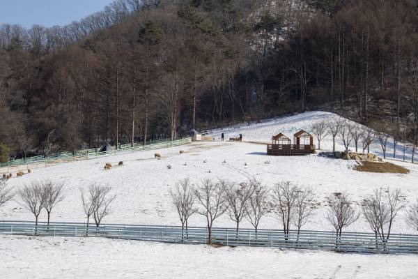 양떼 먹이주기 체험이 가능한 휘바핀란드 방목장.