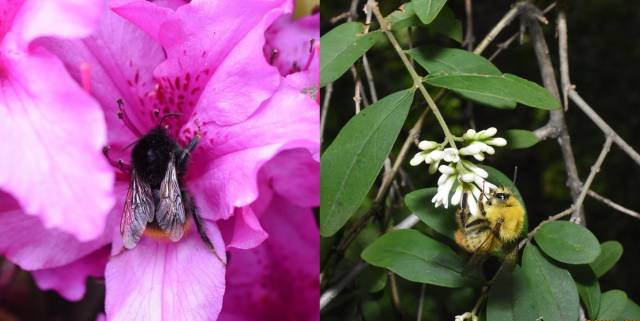 ▲ 좀뒤영벌 암컷(왼쪽)과 수컷(오른쪽). ⓒ벌볼일있는사람들