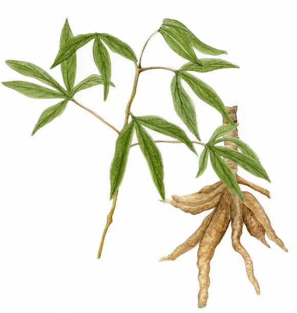 타피오카의 원료인 카사바는 청산을 함유하고 있어 물에 녹이거나 말려 비독화한 후 식용한다.