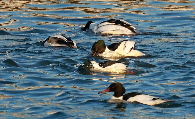 머리를 물속에 넣고 먹이를 찾는 비오리 [촬영 유형재]