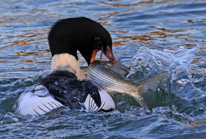 숭어 사냥한 비오리 [촬영 유형재]