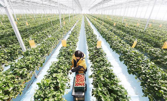 스마트팜 시스템을 갖춘 충남 부여의 한 딸기 농장. (사진=저작권자(c) 연합뉴스, 무단 전재-재배포 금지)