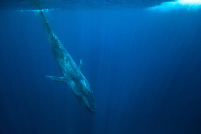 인도양 스리랑카 바다에서 대왕고래가 헤엄치고 있다. 대왕고래는 지구에서 가장 큰 생명체로, 해저에 탄소를 격리하는 데 핵심적인 역할을 한다. 게티이미지뱅크