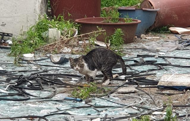 광명시 한 재개발 지역에서 발견된 고양이. 광명길고양이친구들 제공