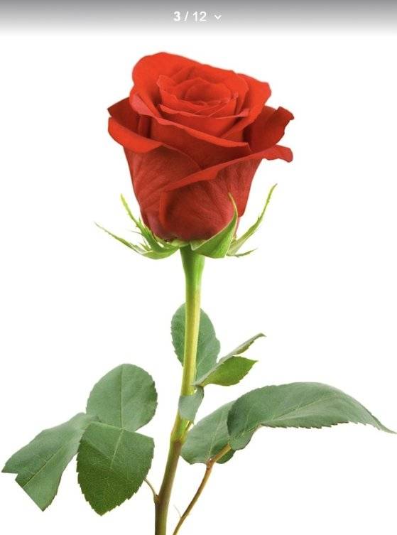 장미. [사진 인터넷 캡처]