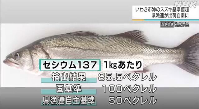 지난 7일 일본 후쿠시마현 앞바다에서 어획한 농어의 방사성 물질 검사 모습. [사진=유튜브/NHK]
