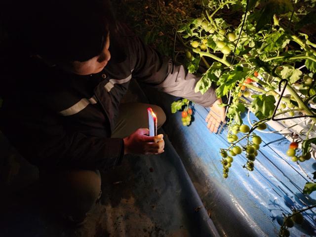 강원 춘천시 신북면에서 방물토마토를 재배하는 이규호씨가 생육 시설을 살펴보고 있다. 이규호씨 제공