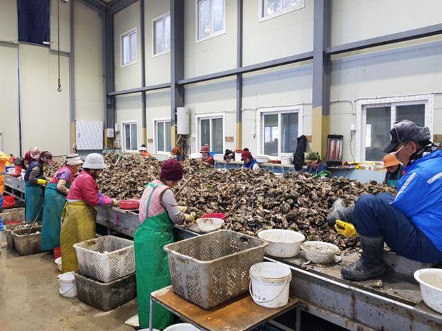 산달도의 한 굴 가공업체에서 주민들이 굴 까기 작업을 한창 하고 있다. 산달도는 굴 양식업이 크게 발달해 있는 섬이다.
