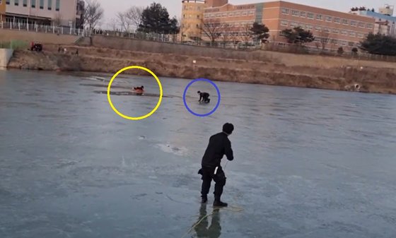 지난 8일 오후 5시20분쯤 충남 천안시 성거읍 신월저수지에서 얼음이 깨지면서 중학생 3명이 물에 빠지고 1명이 가까스로 얼음 위에 서 있다. [사진 충남소방본부]