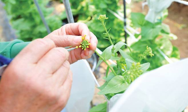 식물의 수술과 암술을 인위적으로 수정시키는 교배작업 모습. 농림축산식품부 제공