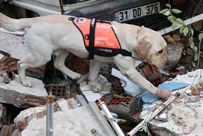 10일 오전(현지시간) 튀르키예 하타이 안타키아 시내에서 전날 구조작업 중 부상을 입은 구조견 '토백이'가 발에 붕대를 감은 채 수색작업을 이어가고 있다. [이미지출처=연합뉴스]