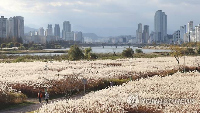 절정 맞은 태화강 물억새 군락지 [연합뉴스 자료사진]