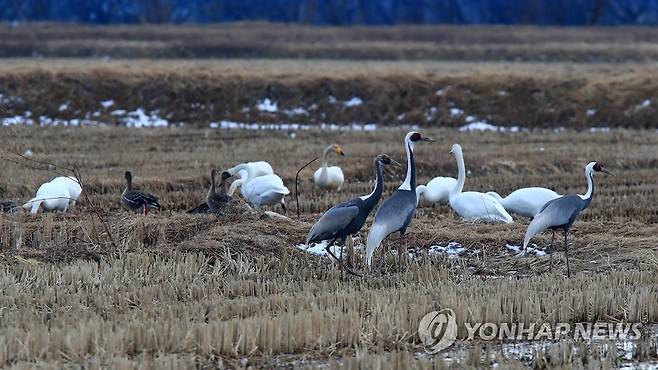 고니와 재두루미…우리는 친구 (양양=연합뉴스) 이종건 기자 = 16일 양양지역의 한 들판에서 고니와 재두루미들이 사이좋게 먹이 활동을 하고 있다.
    2023.2.16 momo@yna.co.kr