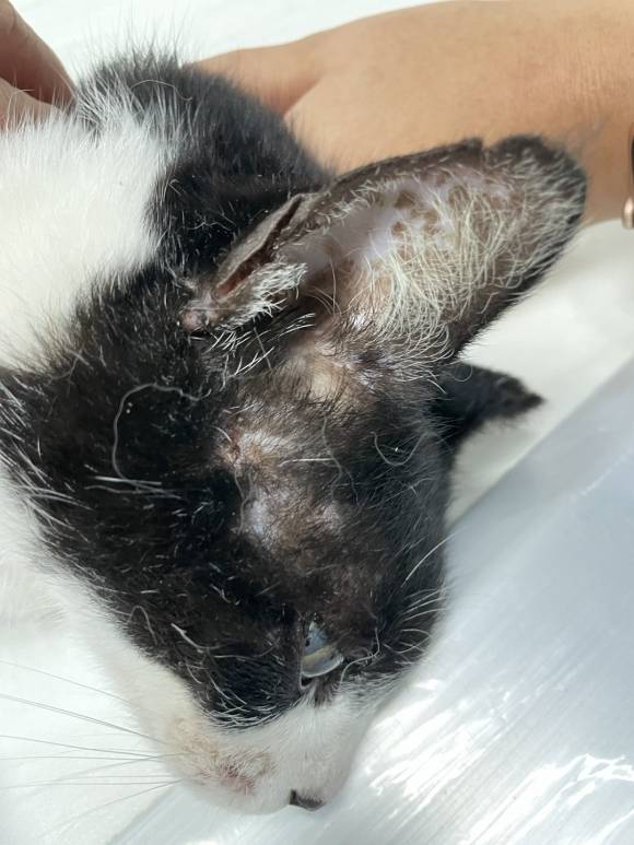 얼굴에 상처가 난 마라도 고양이. 이 고양이는 다른 고양이들에게 공격을 당해 상처를 입었다. 문화재청 제공