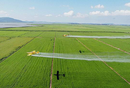 간척사업으로 조성된 농경지는 주로 벼를 재배하고 있다.(사진 현대아산농장)