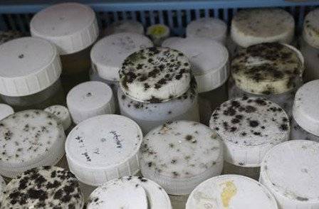 지난 2021년 8월 서울대 24동 지하 표본실에선 벽과 바닥, 플라스틱 용기 등에서도 곰팡이가 발견됐다. 사진 서울대 진균생태계통학 연구실