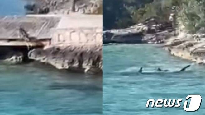 왼쪽은 바닷물에 뛰어들고 있는 개, 오른쪽은 거대한 귀상어 - 유튜브 갈무리