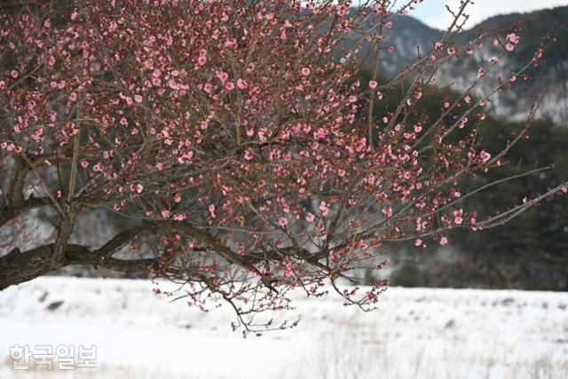 폭설이 내린 다음 날인 지난 16일 울진 산골 매화면의 홍매화가 화사하게 꽃망울을 터트렸다. 3월까지 눈이 자주 내리는 지역이라 설중매를 볼 기회가 몇 차례 더 있을 듯하다.