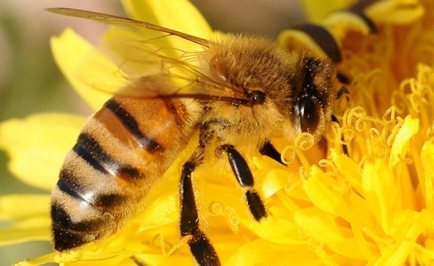 꿀벌의 모습. 한경DB