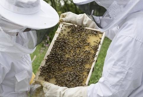 양봉 자료사진. 픽사베이