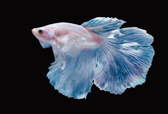 베타는 사육자와 깊은 유대감을 형성하기 때문에 반려물고기로 적합하다. [GETTYIMAGES]