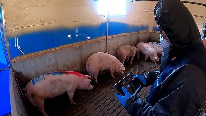 양돈 모바일 체중 관리기 뷰로 돼지의 몸무게를 측정하는 모습. 출처 = 일루베이션